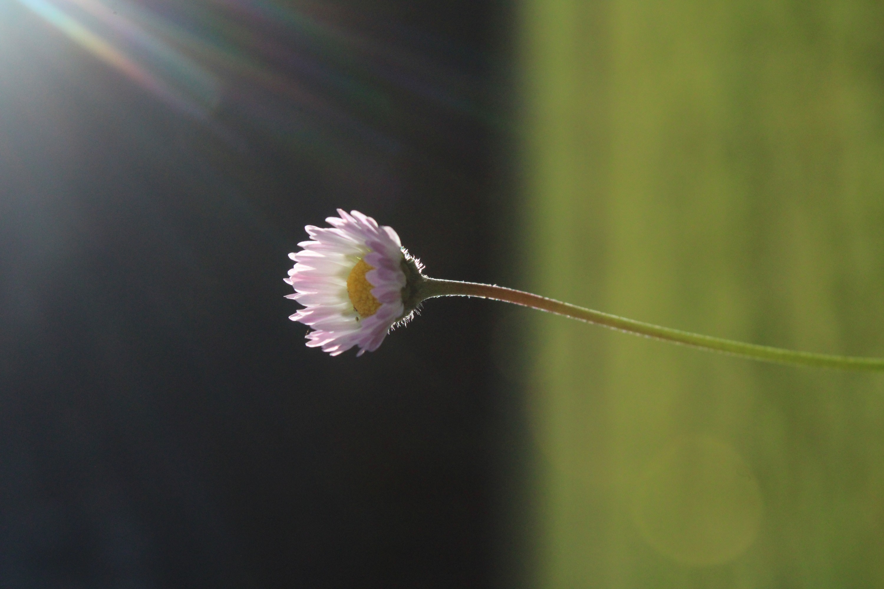 Daisy Photography